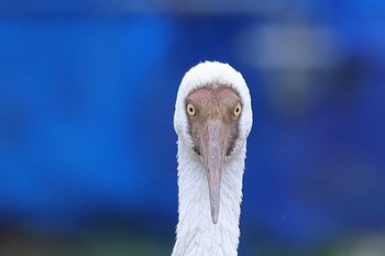 Siberian Crane 福井県 Fri, 2/23/2024