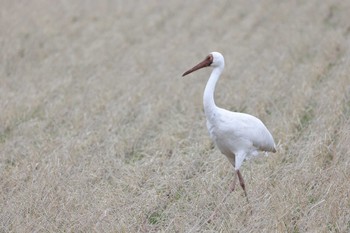 Siberian Crane 福井県 Fri, 2/23/2024