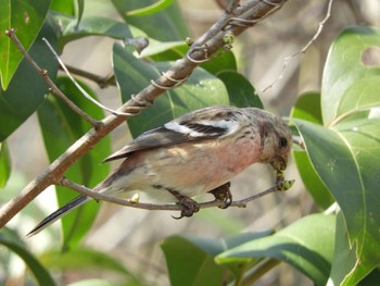 Siberian Long-tailed Rosefinch 麻機遊水地 Sun, 3/17/2024