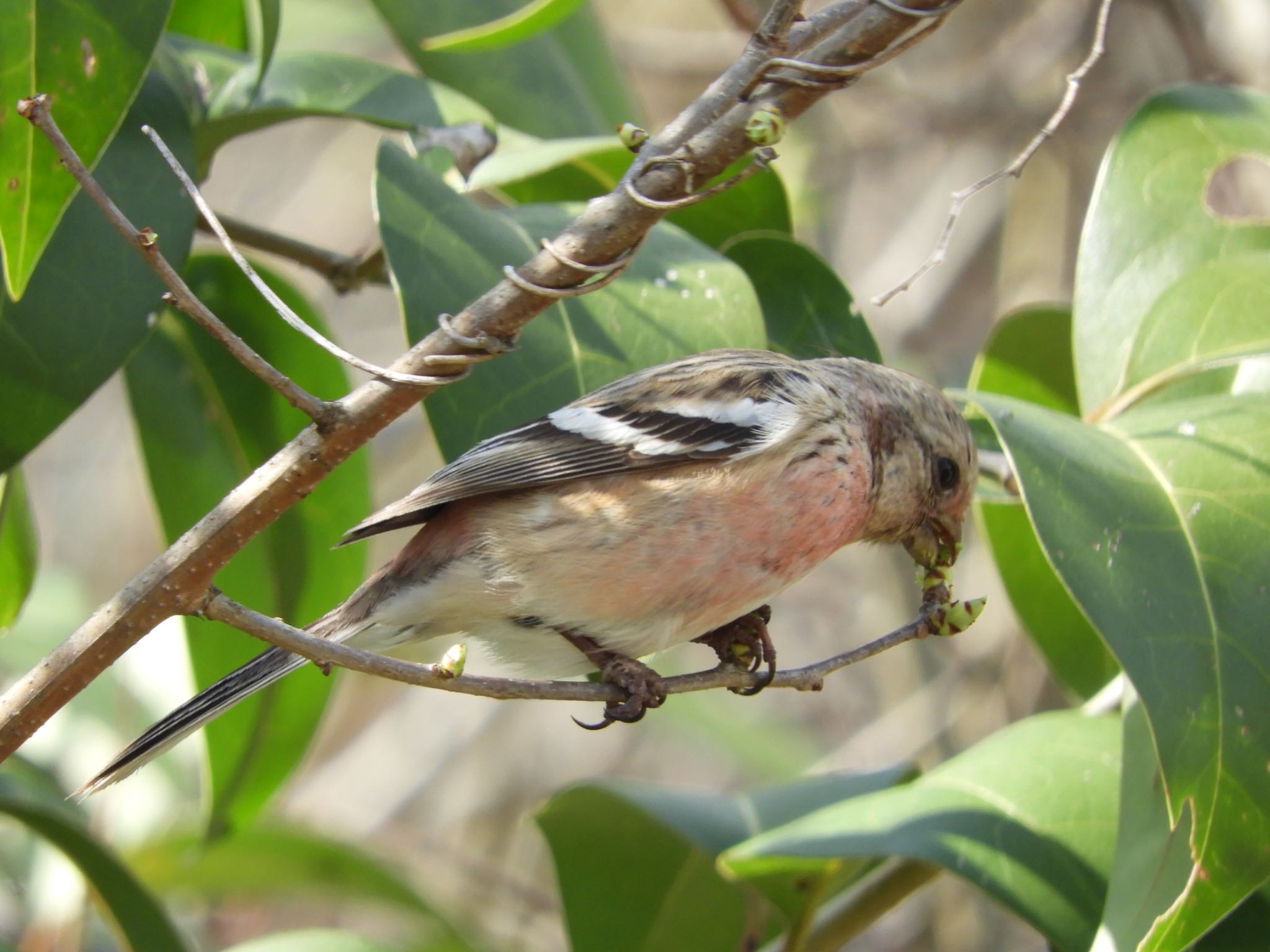 Photo of Siberian Long-tailed Rosefinch at 麻機遊水地 by Eriko