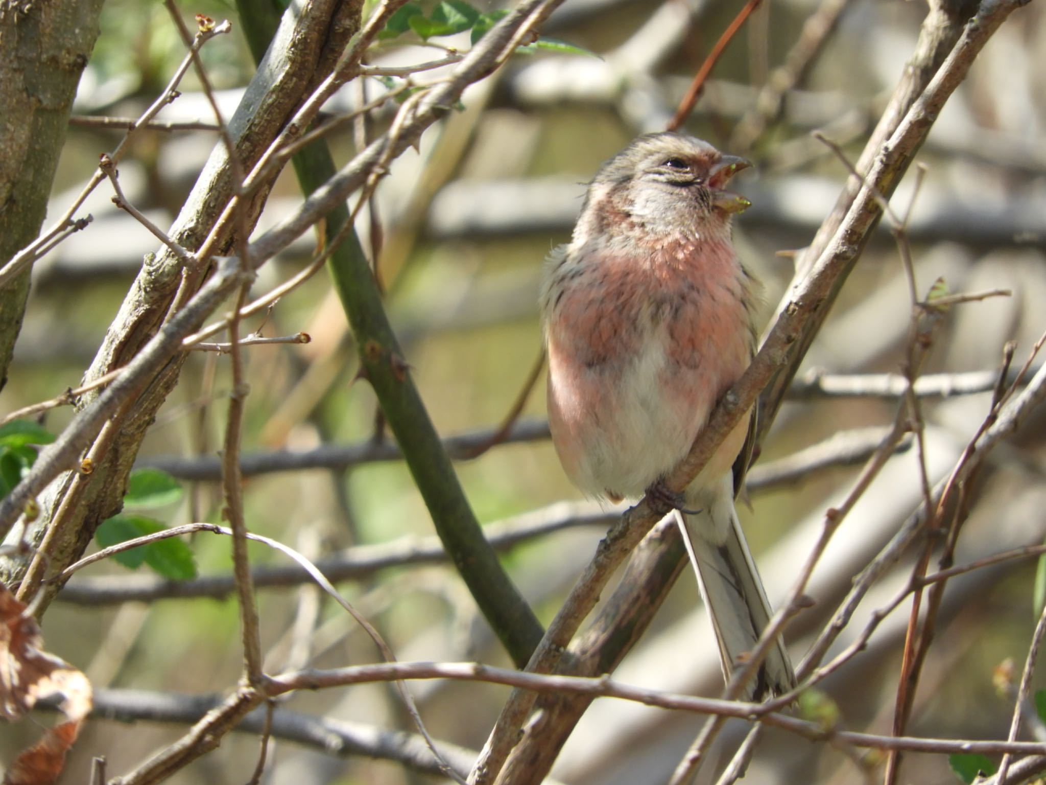 Siberian Long-tailed Rosefinch