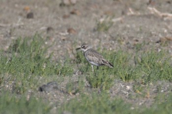 Greater Sand Plover 南ゴビ Thu, 8/24/2023