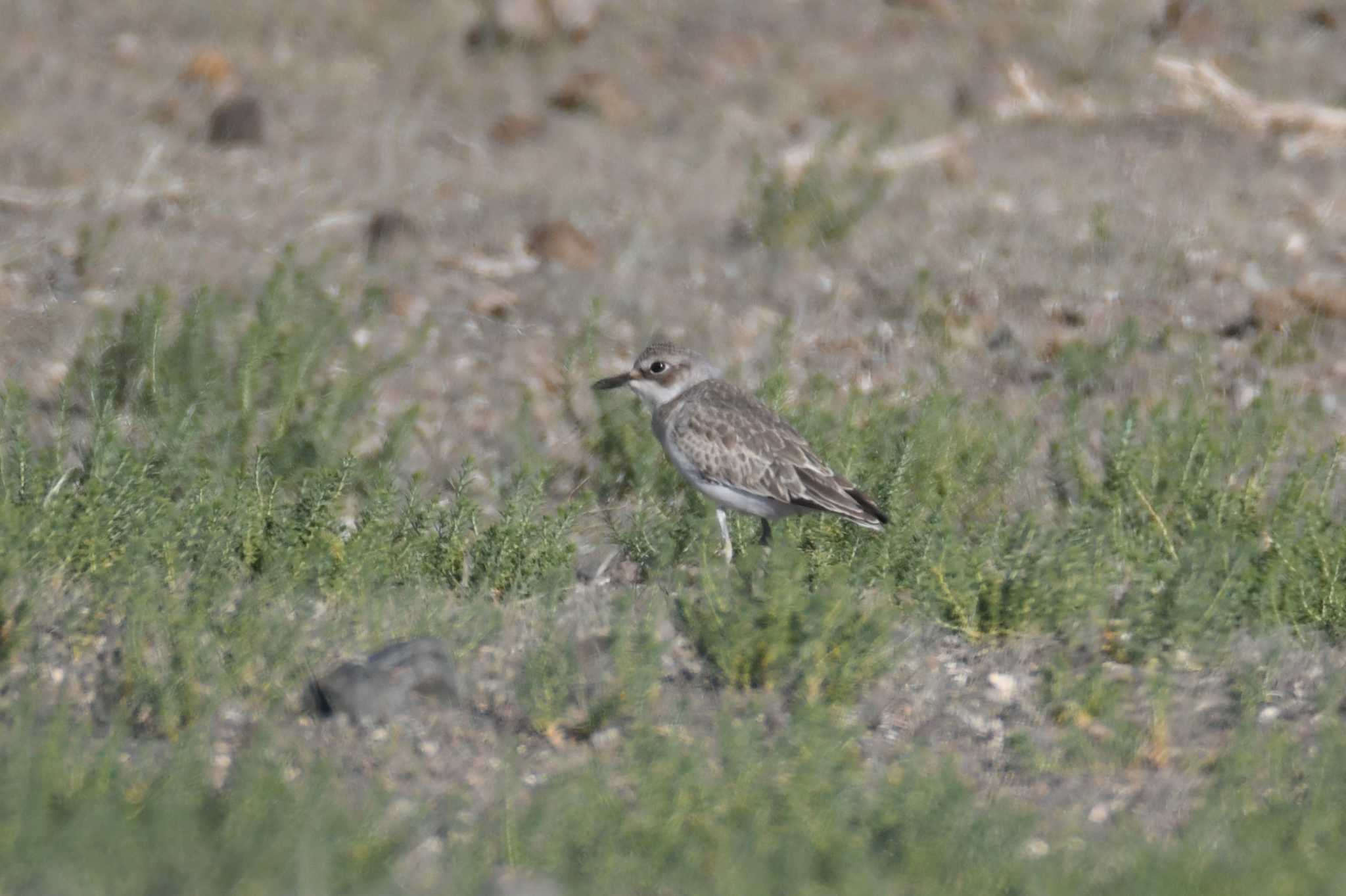 Photo of Greater Sand Plover at 南ゴビ by あひる