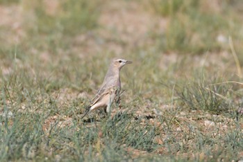 Isabelline Wheatear 中央ゴビ Sun, 8/27/2023