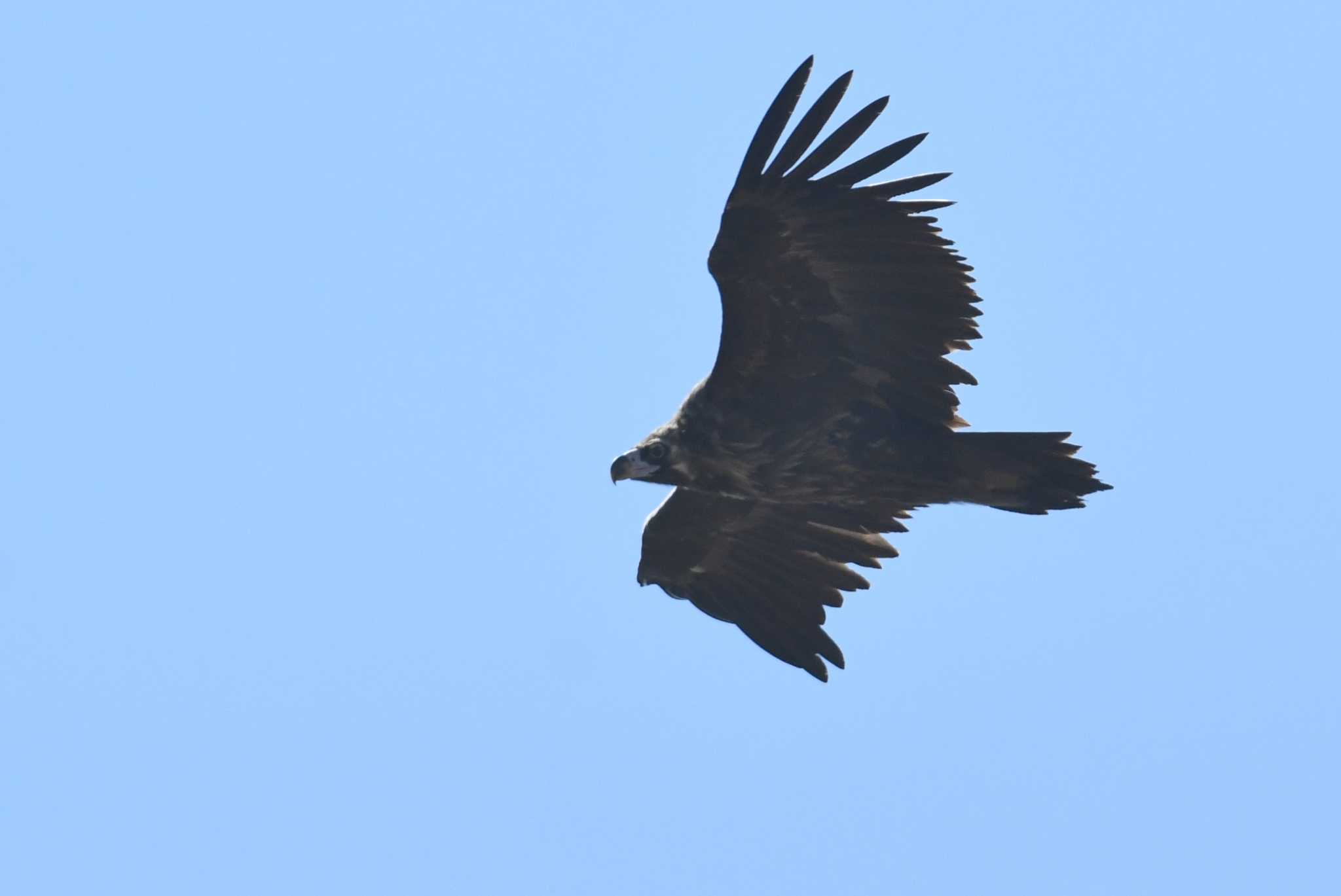 Cinereous Vulture