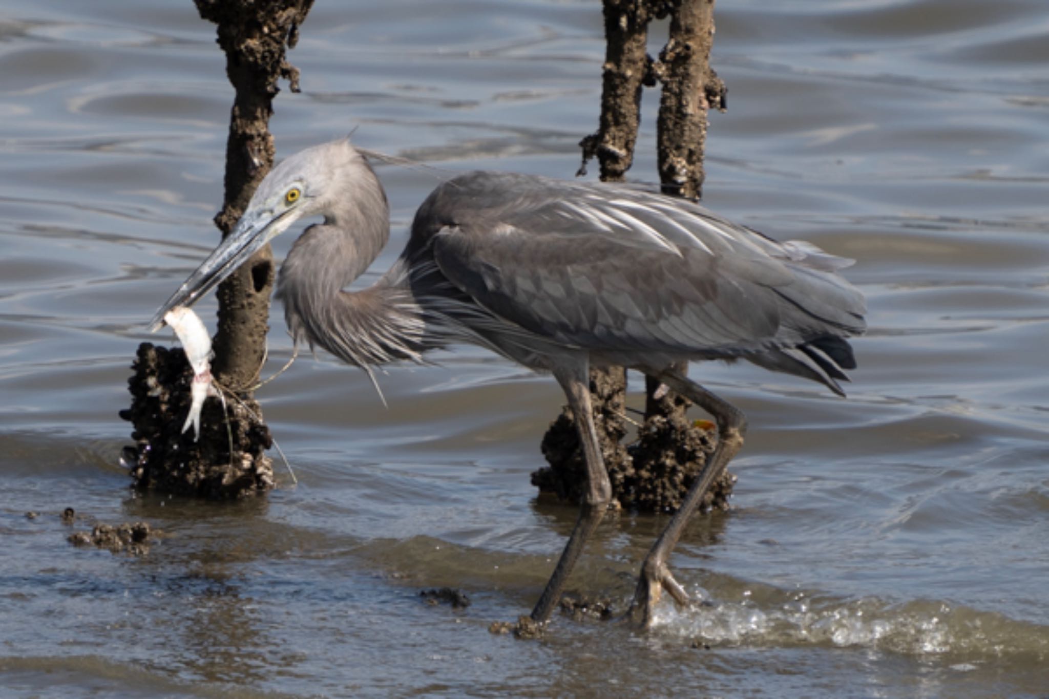 Photo of Great-billed Heron at Sungei Buloh Wetland Reserve by T K