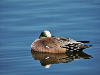 American Wigeon 波志江沼環境ふれあい公園 Sat, 2/24/2024