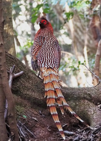 Copper Pheasant 姫路市自然観察の森 Sat, 3/16/2024