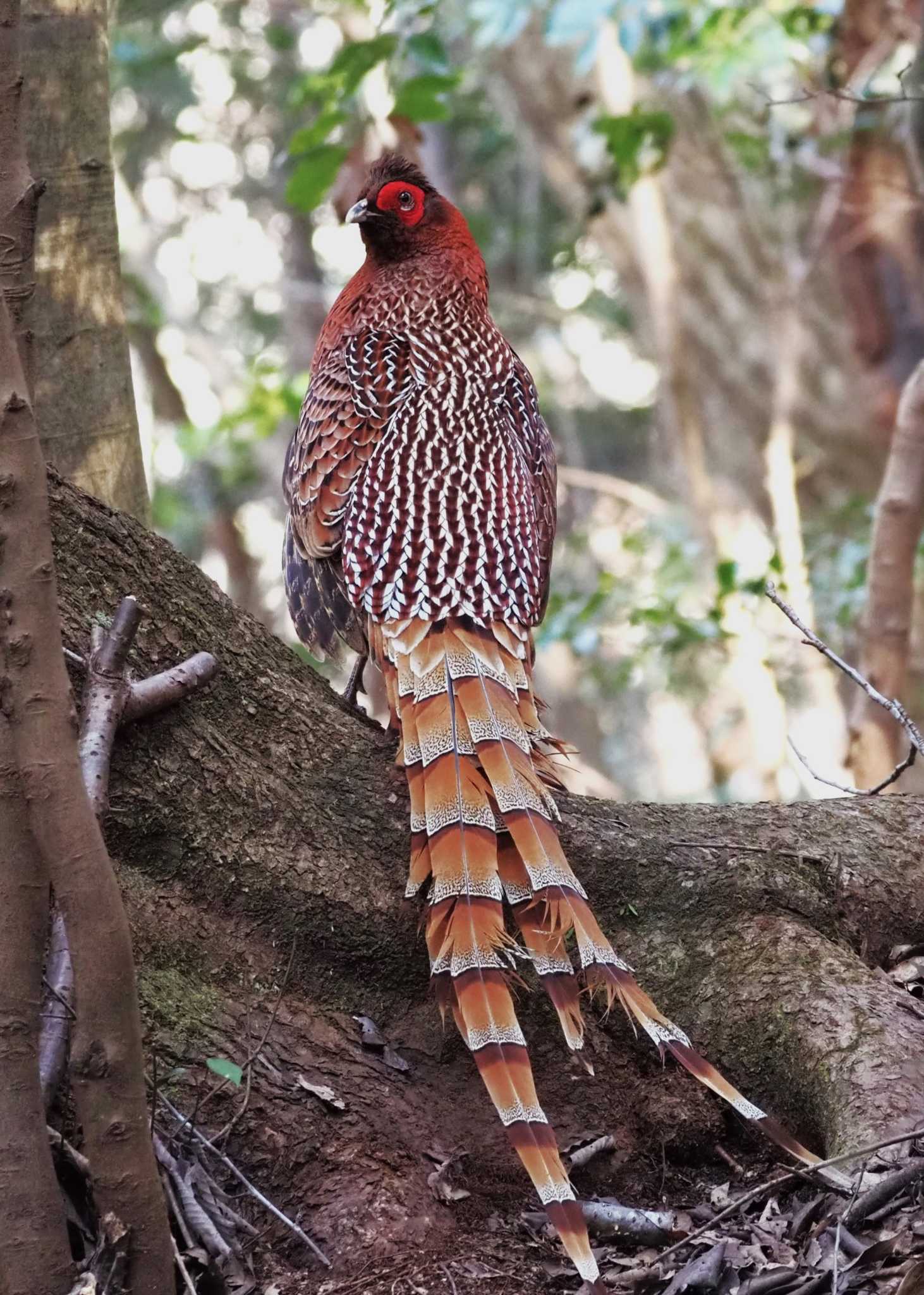 Photo of Copper Pheasant at 姫路市自然観察の森 by しんちゃん