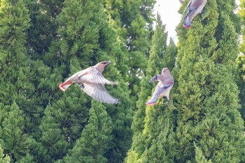 Japanese Waxwing 島田川河口(山口県) Fri, 3/8/2024