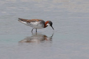 Red-necked Phalarope 守山 Mon, 5/2/2022