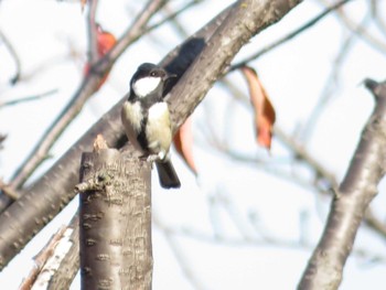 Japanese Tit 大阪府 Fri, 12/9/2022