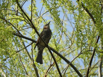 Brown-eared Bulbul 麻機遊水地 Sun, 3/17/2024