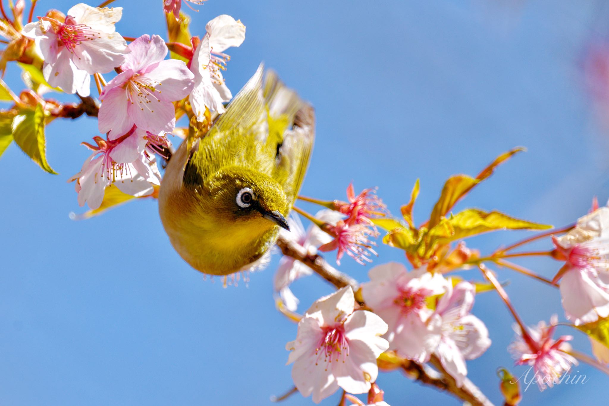 Warbling White-eye