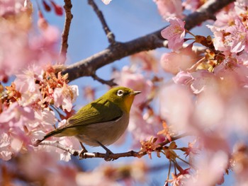 メジロ 早戸川林道 2024年3月13日(水)