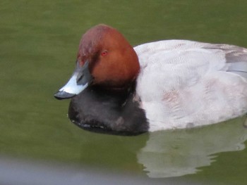 Common Pochard 近所 Tue, 1/17/2023