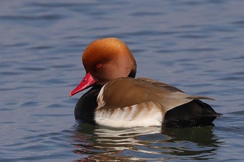 Red-crested Pochard 草津市 Wed, 1/13/2021