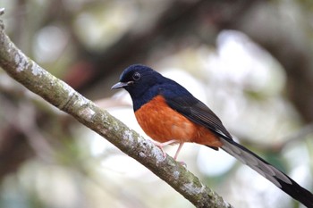 White-rumped Shama 台中都会公園(台湾) Mon, 1/29/2024