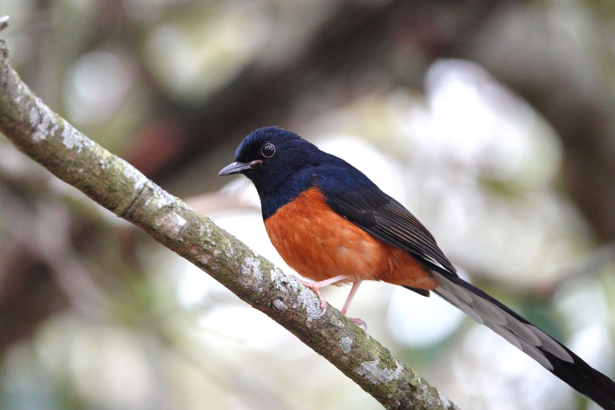 White-rumped Shama