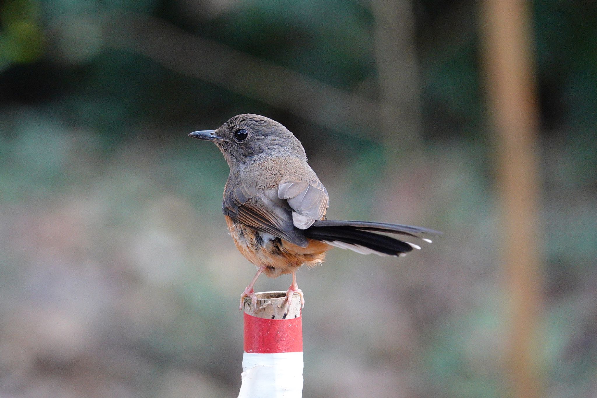 Photo of White-rumped Shama at 台中都会公園(台湾) by のどか