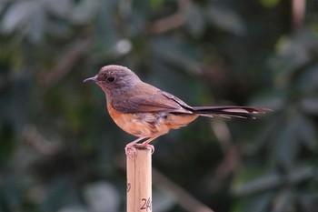 White-rumped Shama 台中都会公園(台湾) Mon, 1/29/2024