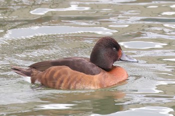 Baer's Pochard 大阪府 Wed, 2/16/2022