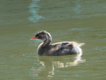 Little Grebe 近所のため池 Sat, 2/11/2023