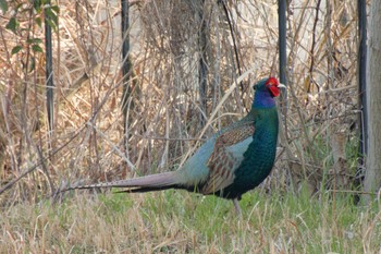 Green Pheasant 京都府 Sat, 3/16/2024