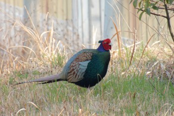 Green Pheasant 京都府 Sat, 3/16/2024