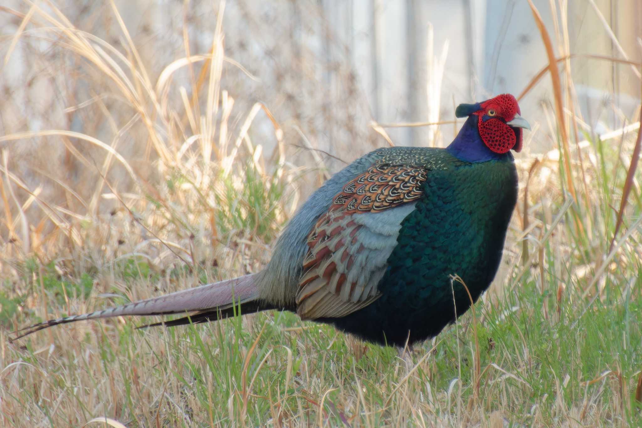 Photo of Green Pheasant at 京都府 by Syun