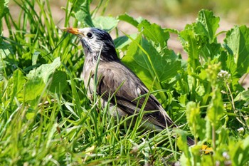 White-cheeked Starling ふれあい松戸川 Sat, 3/16/2024