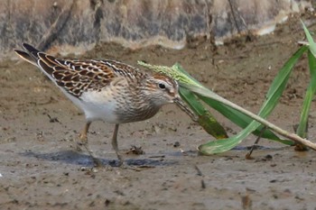 Pectoral Sandpiper 草津市 Sat, 9/19/2020