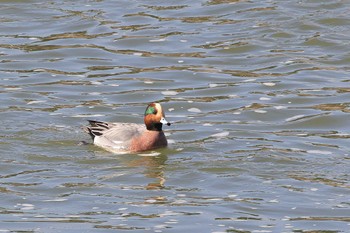 American Wigeon 草津市 Sun, 12/19/2021