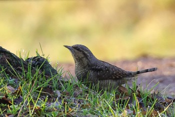 Eurasian Wryneck 草津市 Mon, 1/25/2021