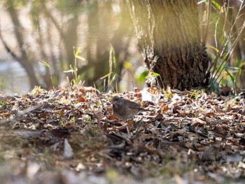 Pale Thrush 筑波実験植物園 Sun, 3/17/2024