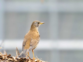 Pale Thrush 筑波実験植物園 Sun, 3/17/2024