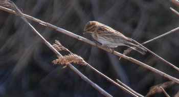 Common Reed Bunting 熊田川 Thu, 2/15/2024