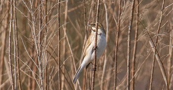 オオジュリン 熊田川 2024年2月15日(木)