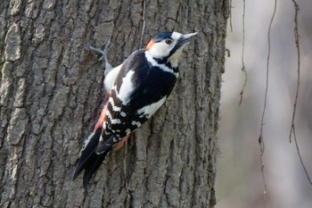 アカゲラ 秋ヶ瀬公園(野鳥の森) 2024年3月17日(日)