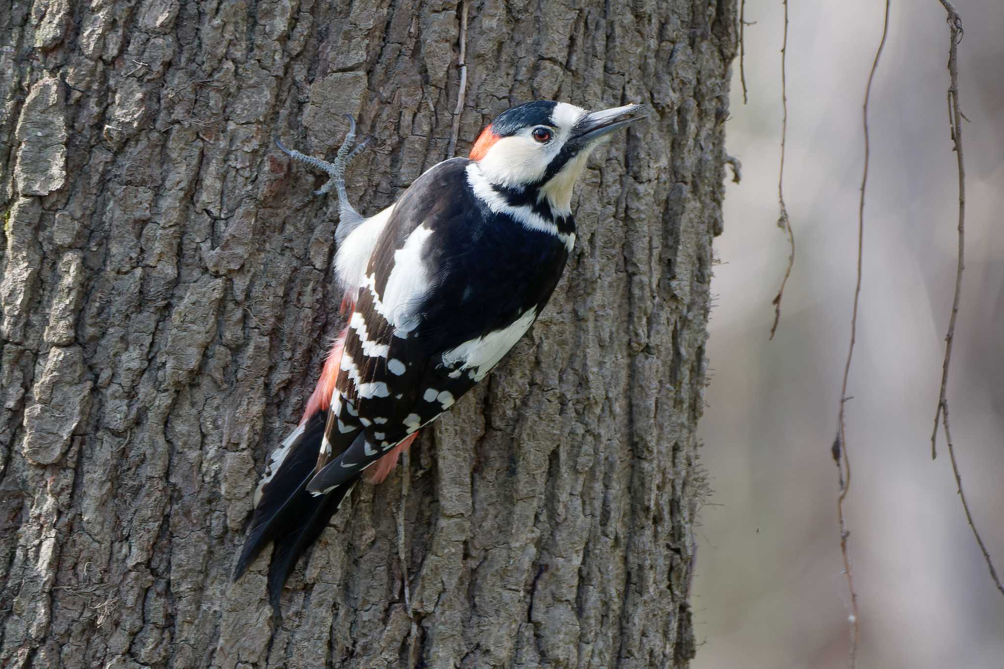 秋ヶ瀬公園(野鳥の森) アカゲラの写真