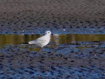 Saunders's Gull Sambanze Tideland Sun, 1/7/2018