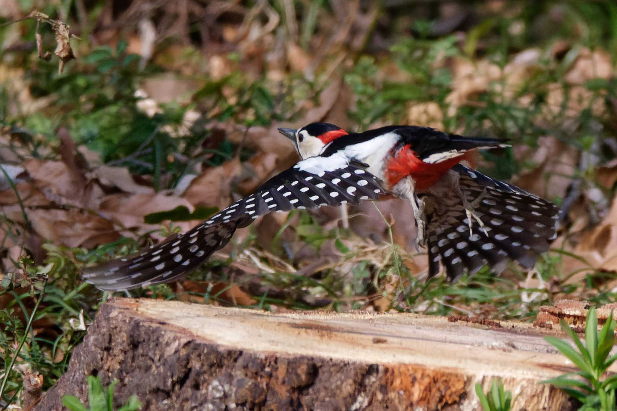 Photo of Great Spotted Woodpecker at 秋ヶ瀬公園(野鳥の森) by ぴくるす