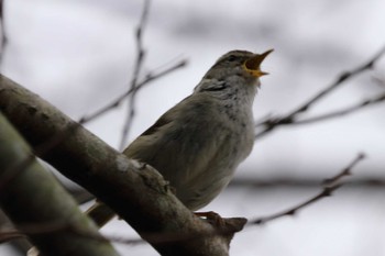 Japanese Bush Warbler 祖父江ワイルドネイチャー緑地 Sun, 3/17/2024