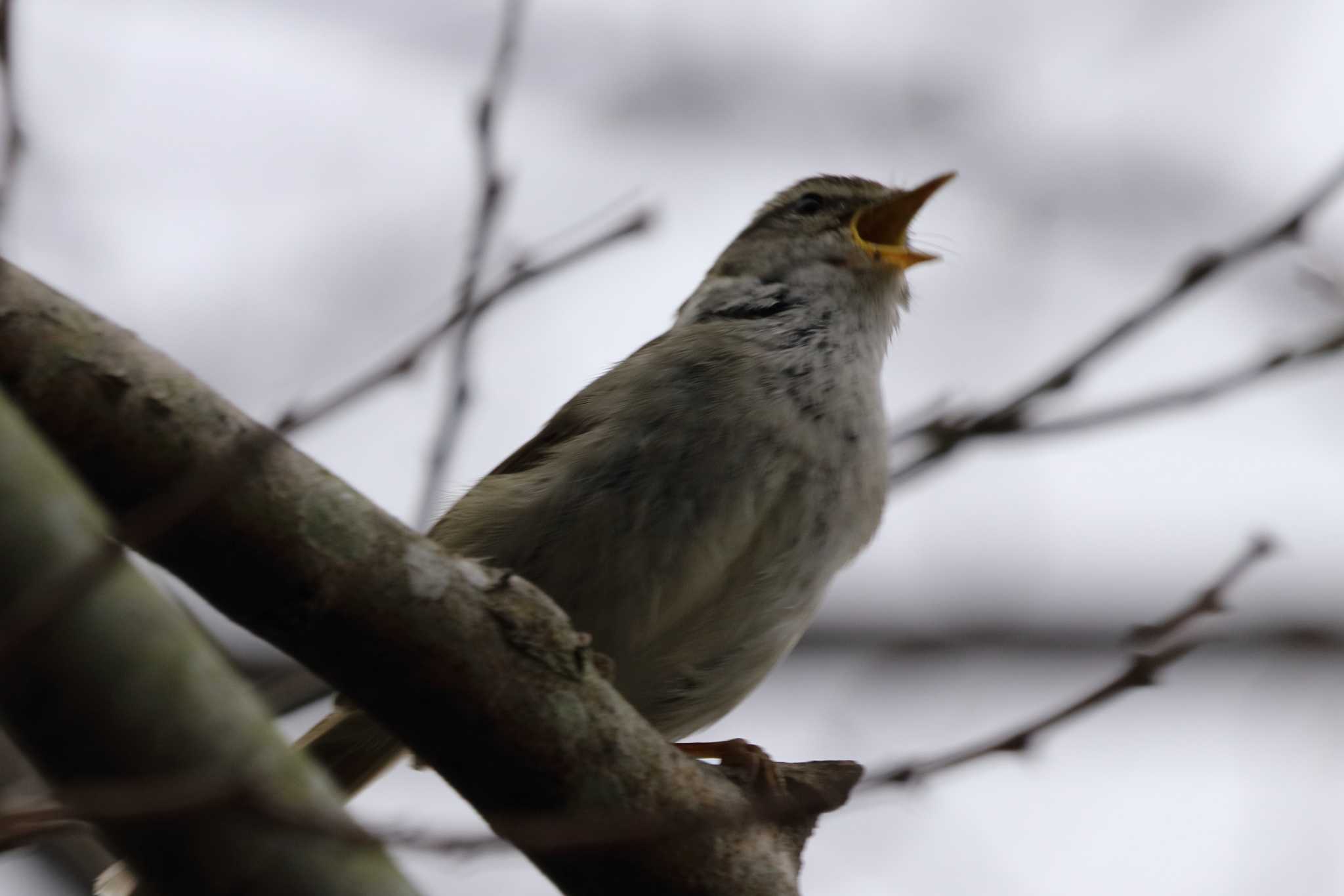 Photo of Japanese Bush Warbler at 祖父江ワイルドネイチャー緑地 by 憧れのジャン