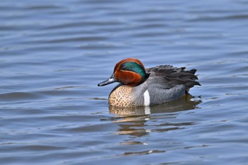 アメリカコガモ 鶴沼公園 2024年3月16日(土)