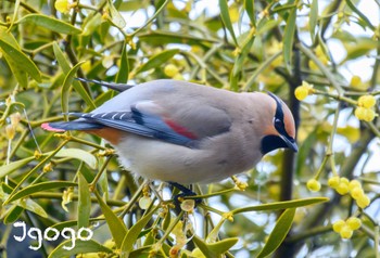 Japanese Waxwing 大室公園 Fri, 2/23/2024