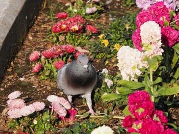 カワラバト 東京都中央区 2024年3月16日(土)