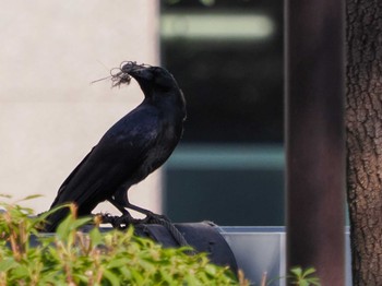 Large-billed Crow Hibiya Park Sat, 3/16/2024