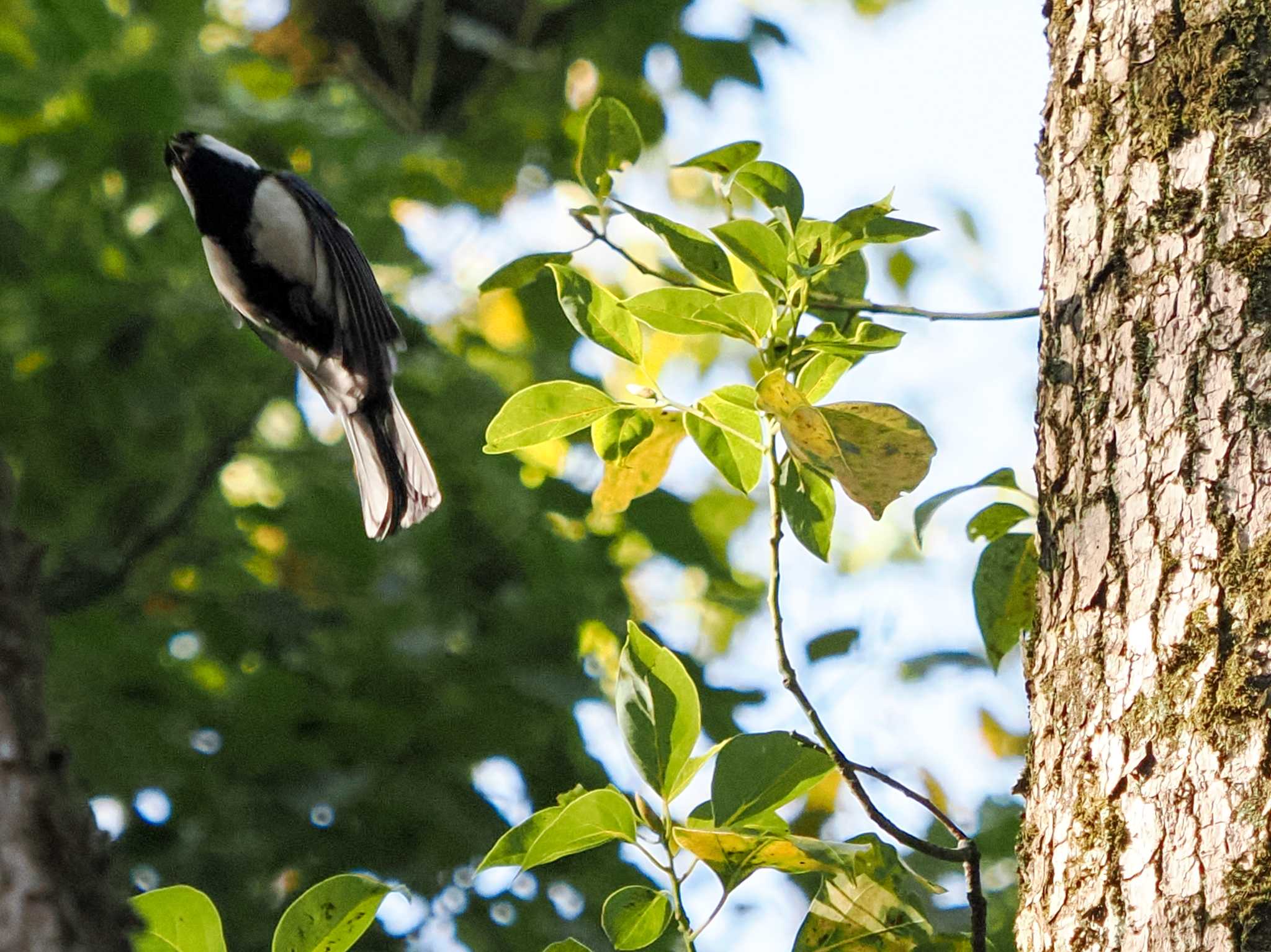 Japanese Tit