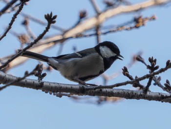 Japanese Tit Hibiya Park Sat, 3/16/2024